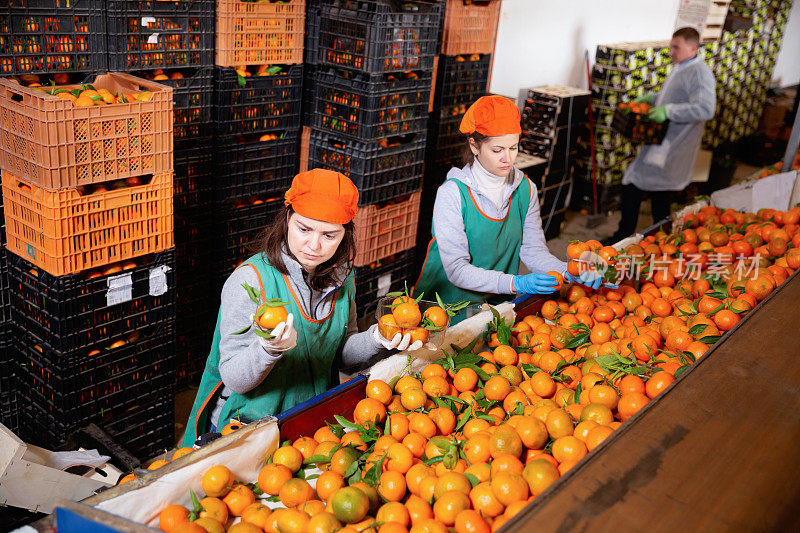 一群男女仓库工人在水果仓库里整理成熟的橘子