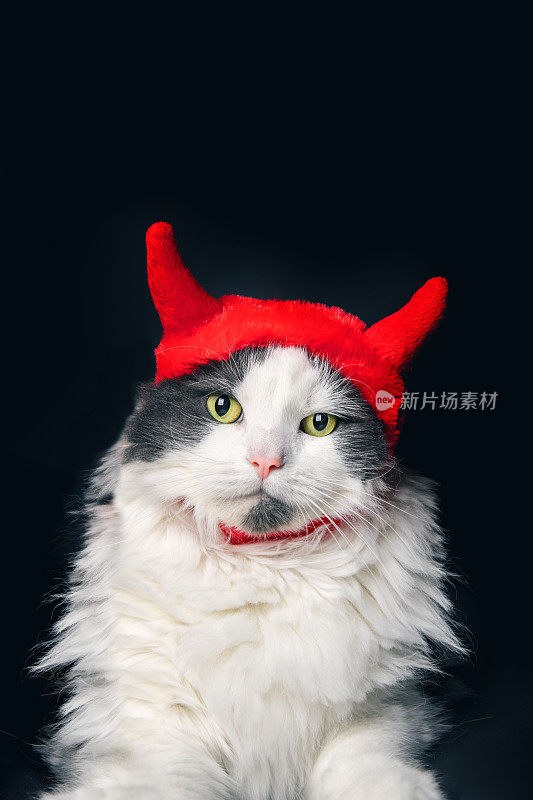 可爱的万圣节魔鬼猫