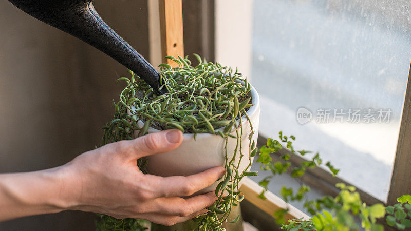 照料室内植物的女人