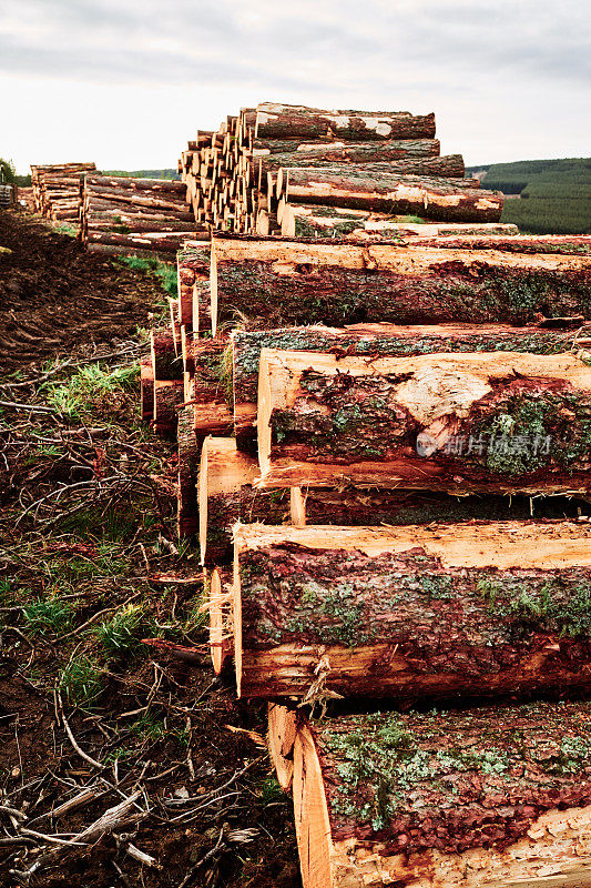 松林采伐的原木堆
