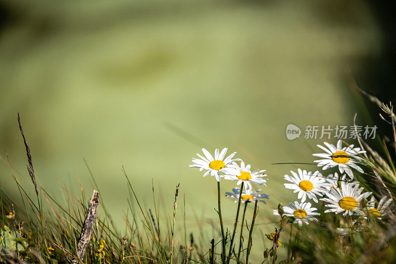 雏菊花与复制空间