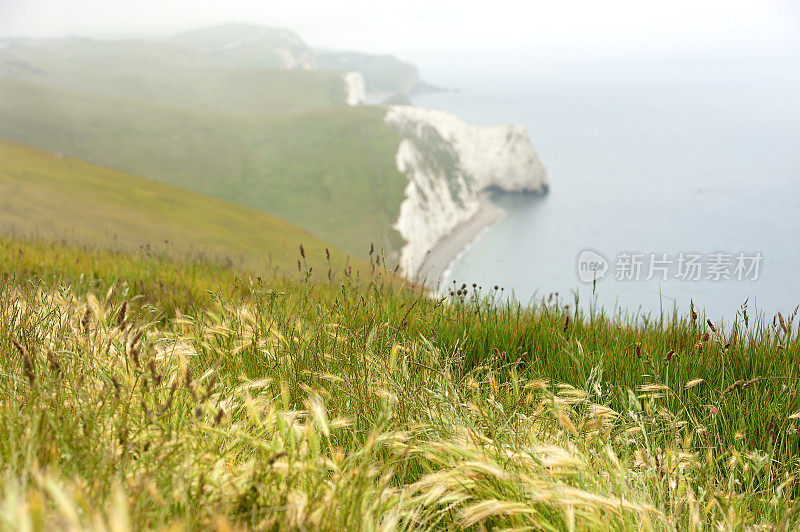 雾蒙蒙的海岸线上的野生大麦草，奥斯明顿米尔斯，Ringstead湾，侏罗纪海岸，多塞特，英格兰