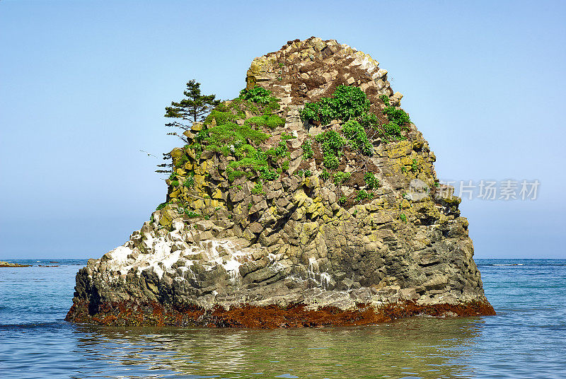 海岸边一个长满绿色冷杉树的岩石小岛