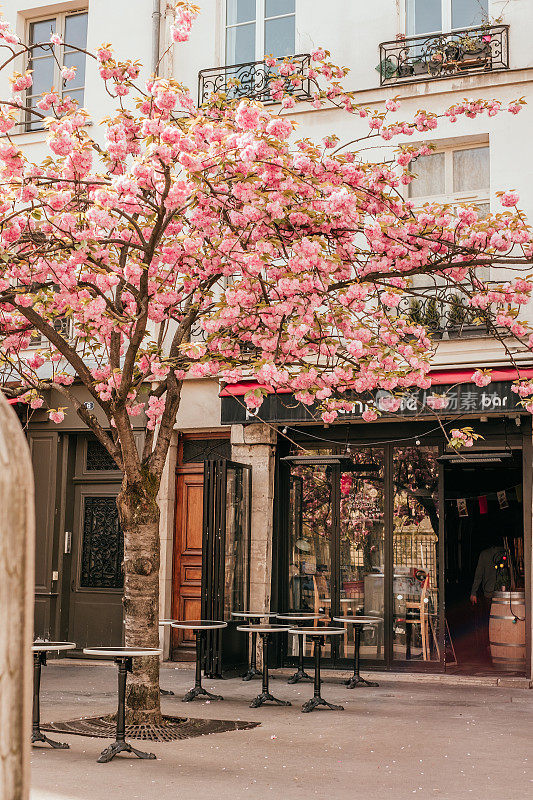 美丽的巴黎街道上盛开的樱花