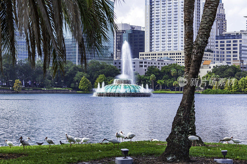 Eola湖位于佛罗里达州奥兰多市中心，周围环绕着高层写字楼，中心有一个喷泉，许多鸟儿在这个城市公园的草地上嬉戏。