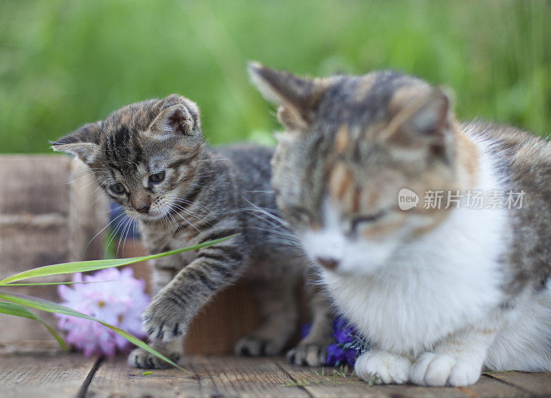 一只猫妈妈带着一只在旧篮子里的小猫