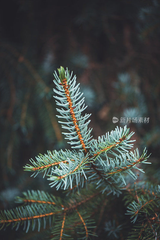 植物和花:科罗拉多云杉叶的微距摄影-云杉-松科