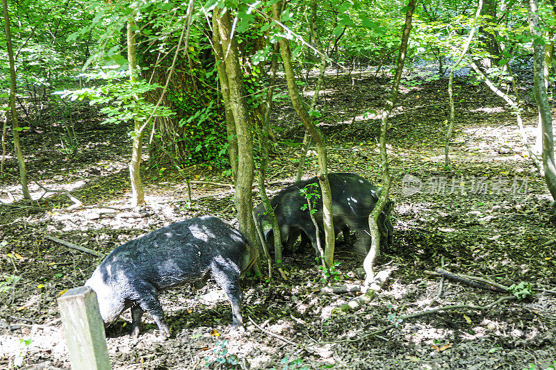 森林荒野地区的曼格利卡猪。