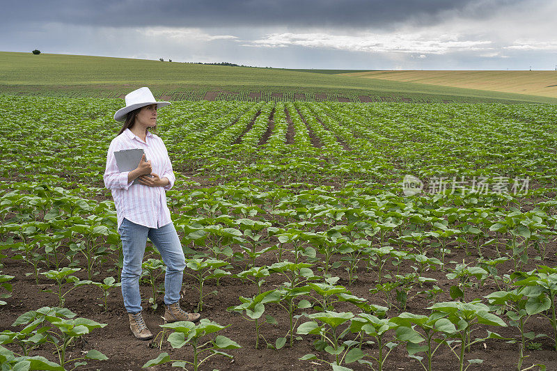 在阴沉的天空下，一个农妇在农田中间检查向日葵幼苗。检查植物的状况，使用数字平板电脑。农业职业。
