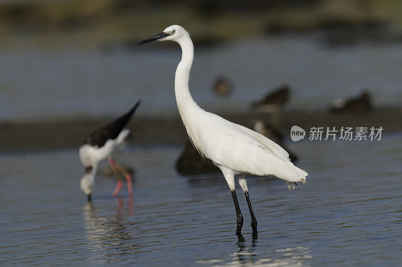 小白鹭(白鹭)