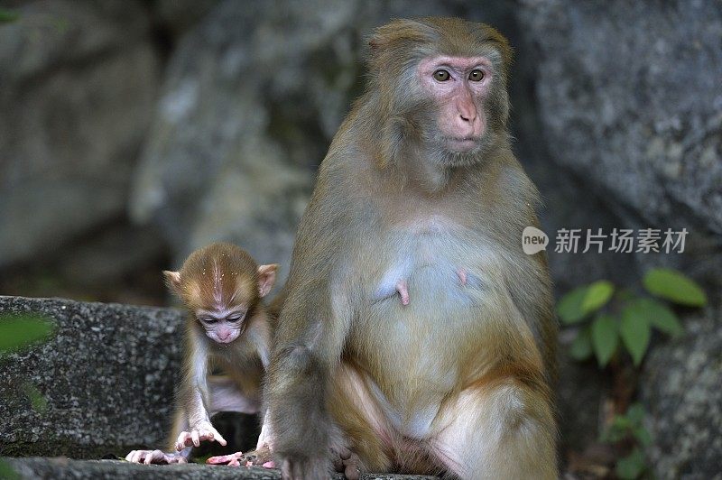 小猴子在妈妈的怀里