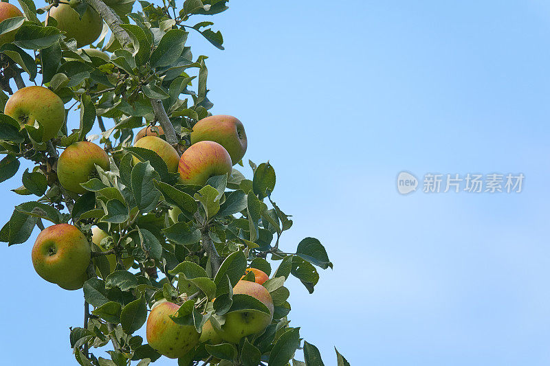 近距离看苹果树