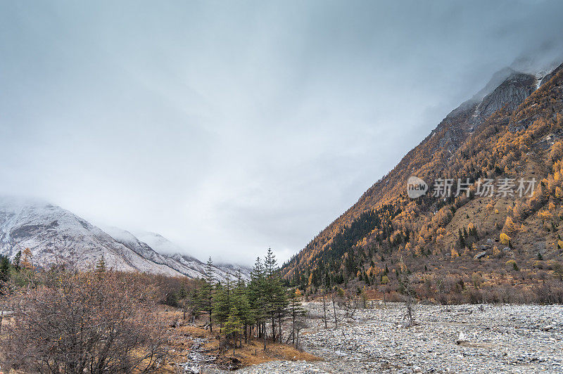 森林和树木景观纹理背景，色彩斑斓的自然景观风景亚丁，香格里拉，中国，西藏山区的秋天