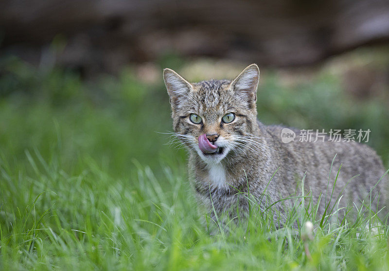 苏格兰野猫