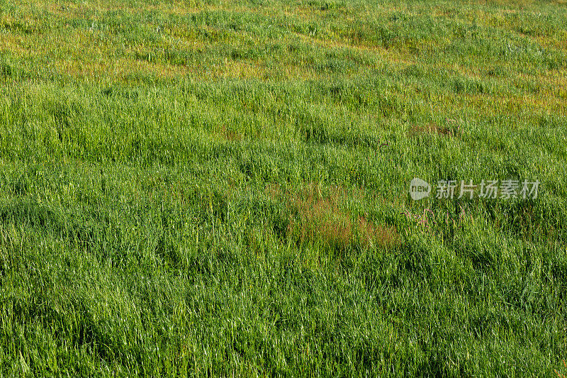 大雨后茂盛的绿草