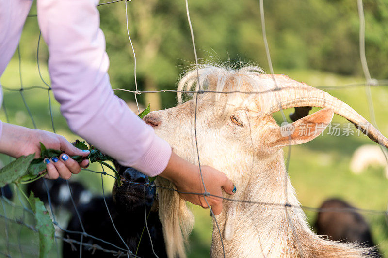 山间牧场上的女孩正在通过篱笆喂养一只有趣的微笑山羊