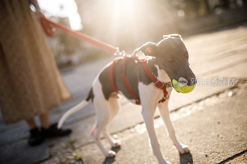 惠贝小狗在人行道上拿着一个球