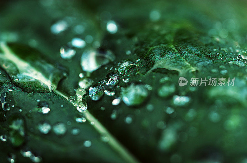 雨点落在西兰花叶子上