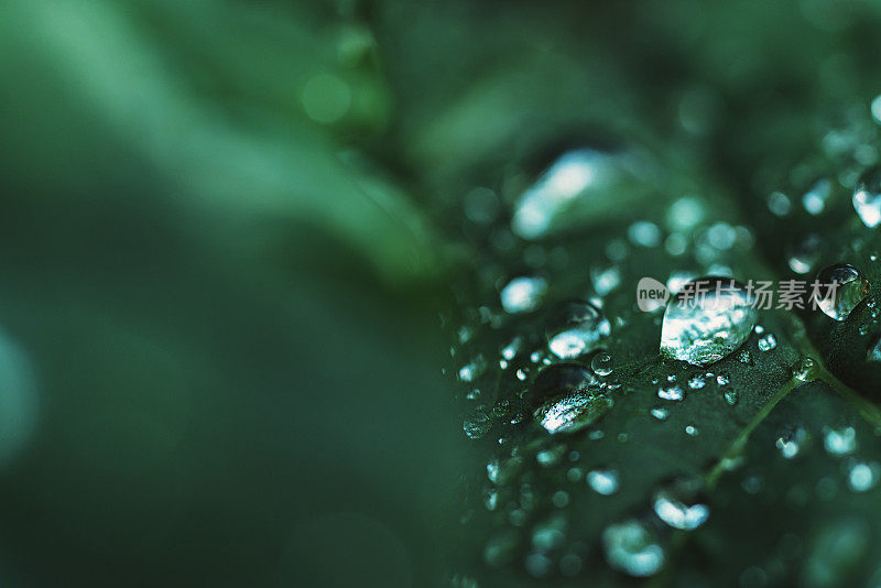 雨点落在西兰花叶子上