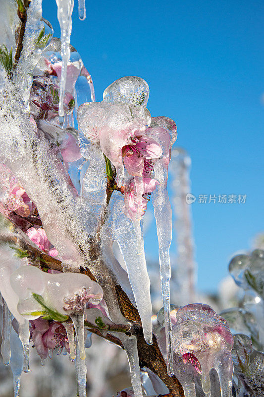 特写的果树花覆盖着冰特意为以后的霜冻保护