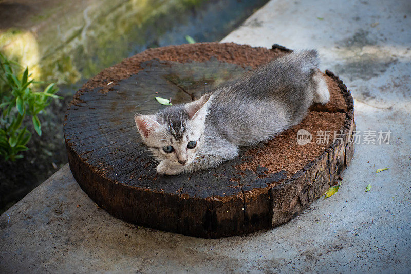 小猫在一根树干上休息。