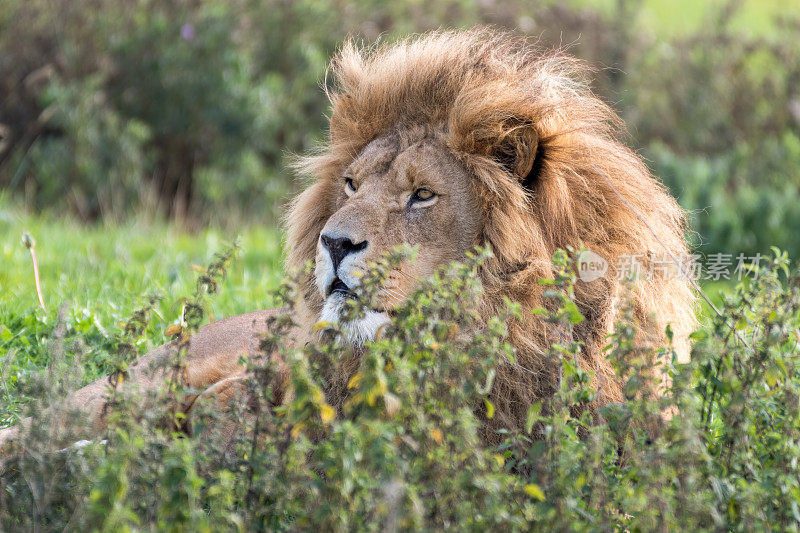 雄狮在高高的草丛中休息