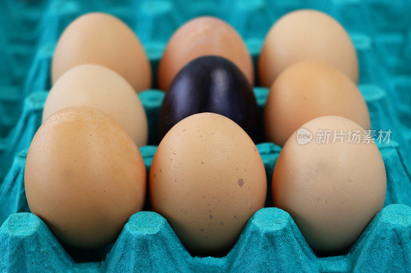 蓝色硬纸板的特写图像，鸡蛋托盘里装着一批9个鸡蛋，一个黑色的鸡蛋被8个棕色的鸡蛋包围着，奇怪的一个概念，聚焦前景