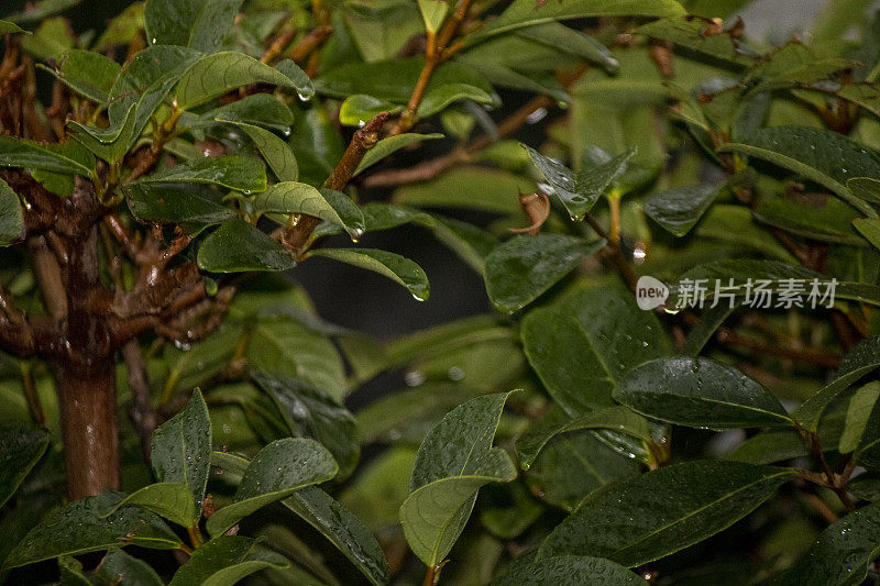 雨打湿了树叶和雨滴