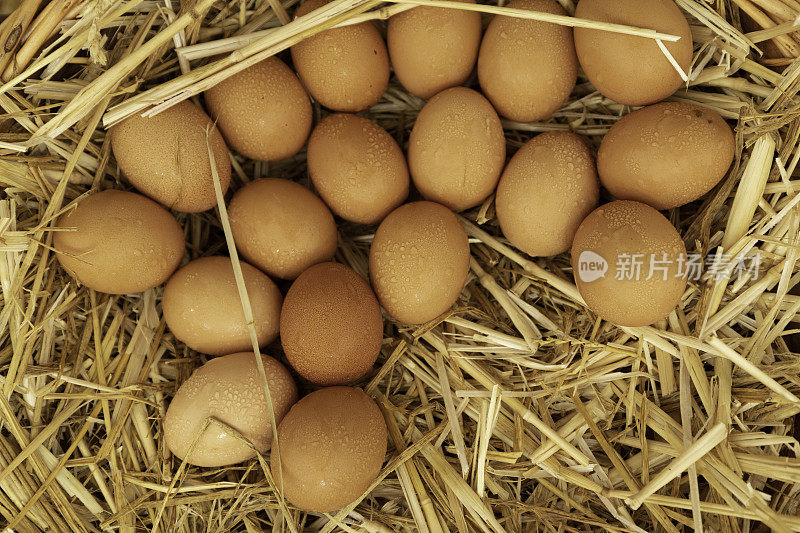 一群鸡蛋躺在稻草上