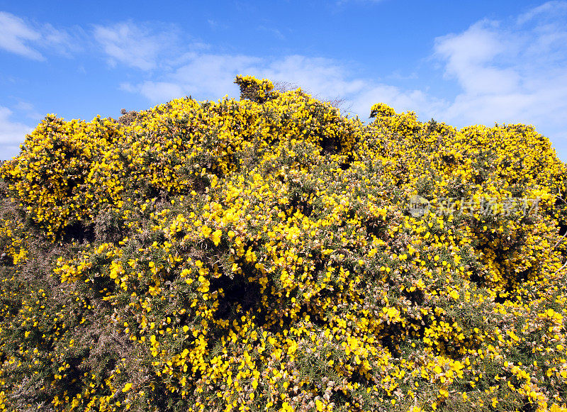 英格兰多塞特侏罗纪海岸的波贝克岛，壮观的黄金雀花阵列