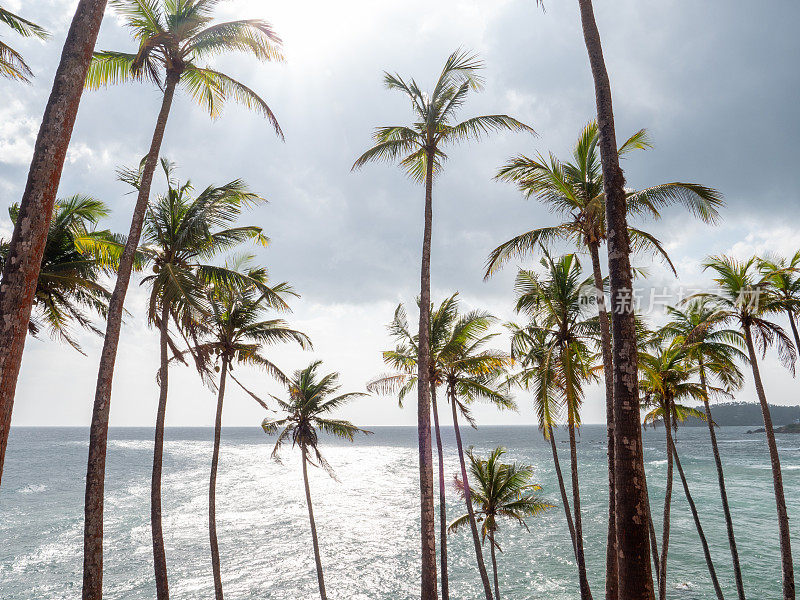 斯里兰卡海边的棕榈树山