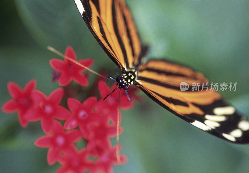 Numata蝴蝶在红花上