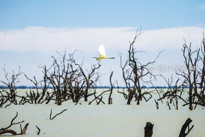 死树与鹳鸟飞过湖在一个晴朗的日子，在湖Menindee，澳大利亚内陆