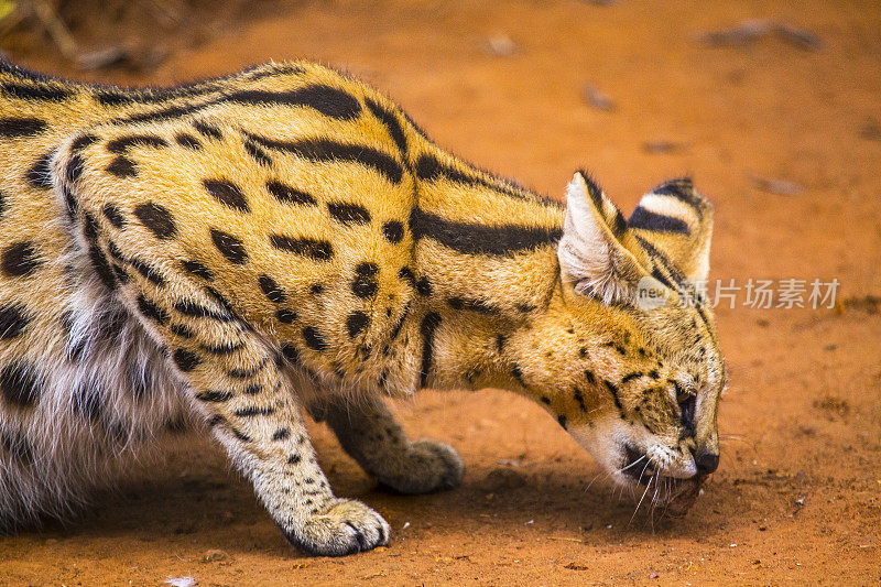 一只可爱的草原猫。参观内罗毕重要的无保护或受伤动物孤儿院。肯尼亚