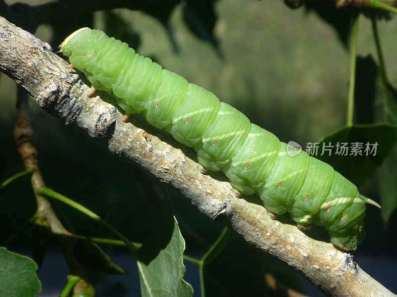 绿色斯芬尼克斯蛾角虫毛虫丹佛科罗拉多州