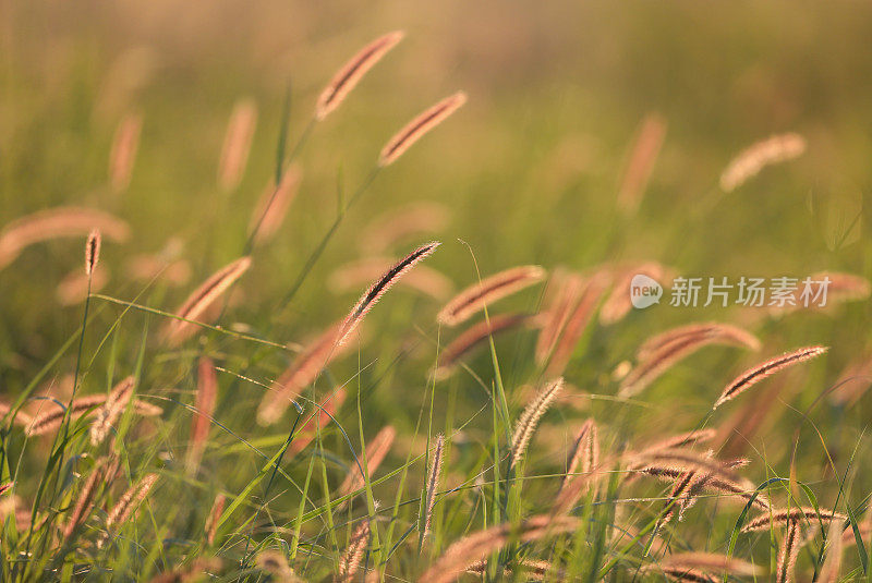 田野里的野草。