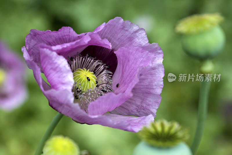 罂粟(罂粟属罂粟)，开花