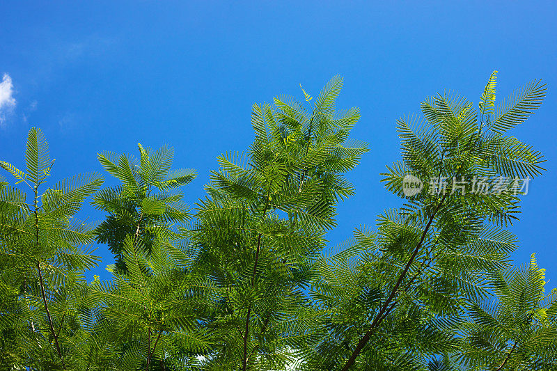 蓝天空中罗望子树的树枝