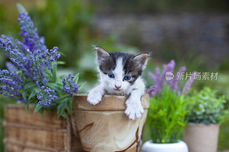 花盆里可爱的小猫