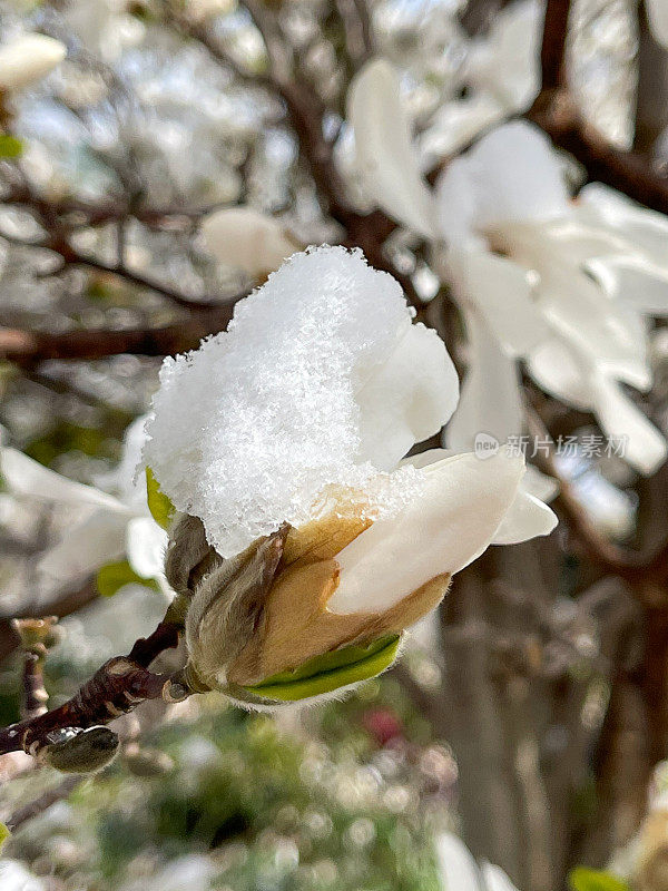 盛开的木兰花与雪在爱德华兹花园在春天，多伦多，加拿大