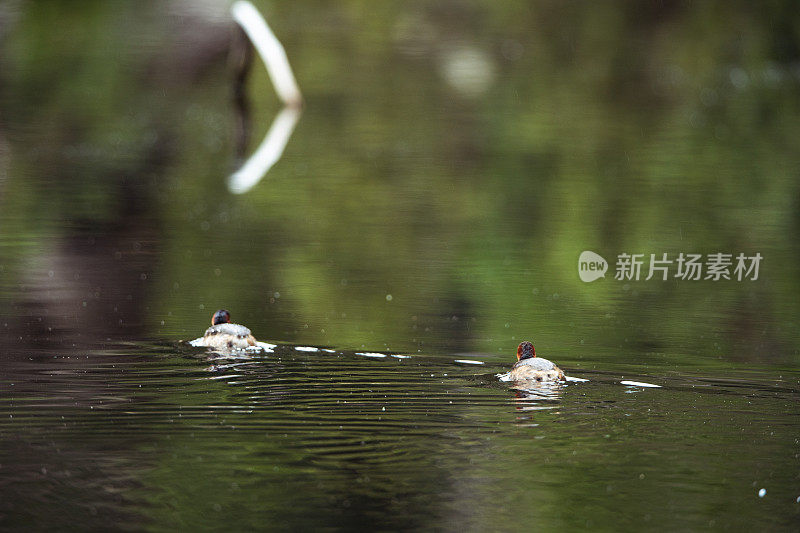 威金在平静的水面上滑行