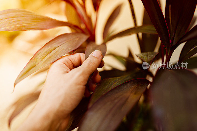 人类手握植被叶子的细节