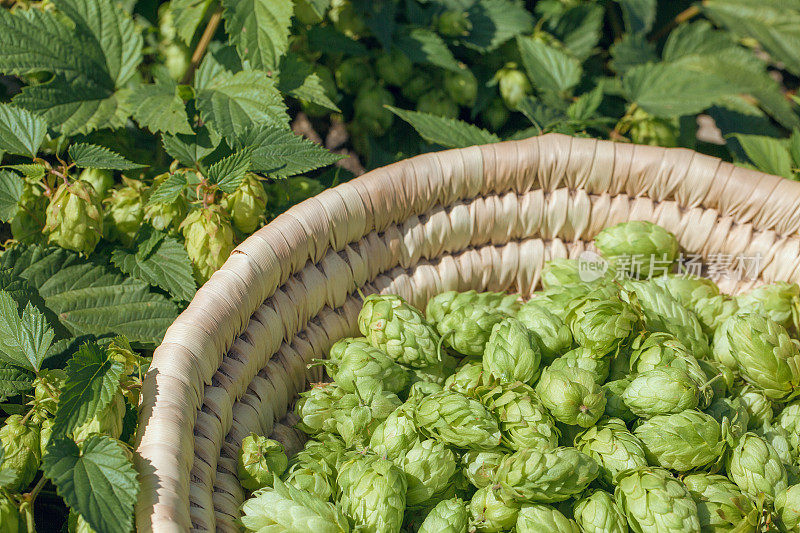 酒花球果放在一个篮子里，用来制作天然的新鲜啤酒，酿造的概念