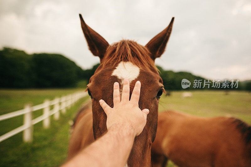 手抚摸着马