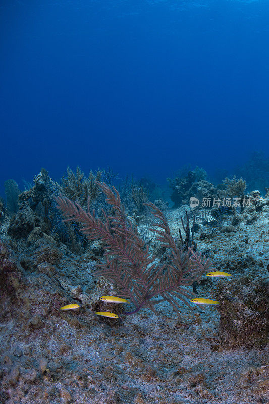 加勒比海海洋生物