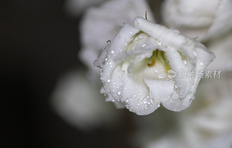 水滴在白玫瑰花瓣上