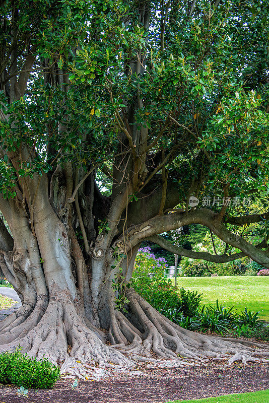 莫顿湾无花果树