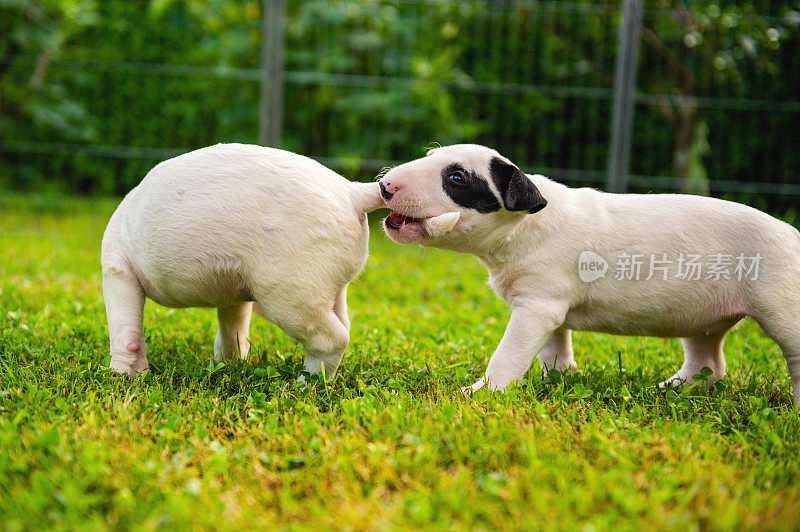 两只斗牛犬小狗在户外玩耍