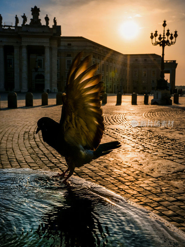 在圣彼得广场的喷泉里，一只鸽子在晨光中冷却