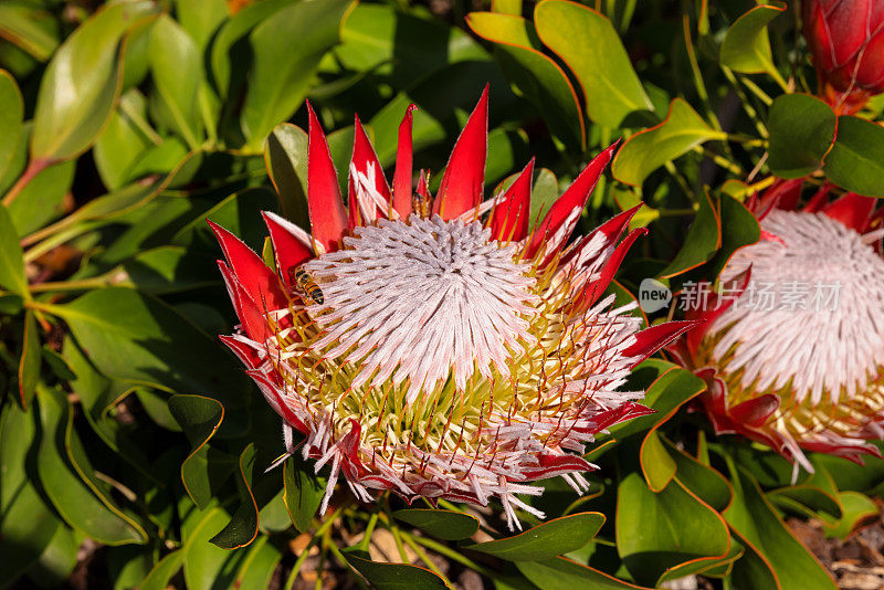 蓝藻Protea《小王子》